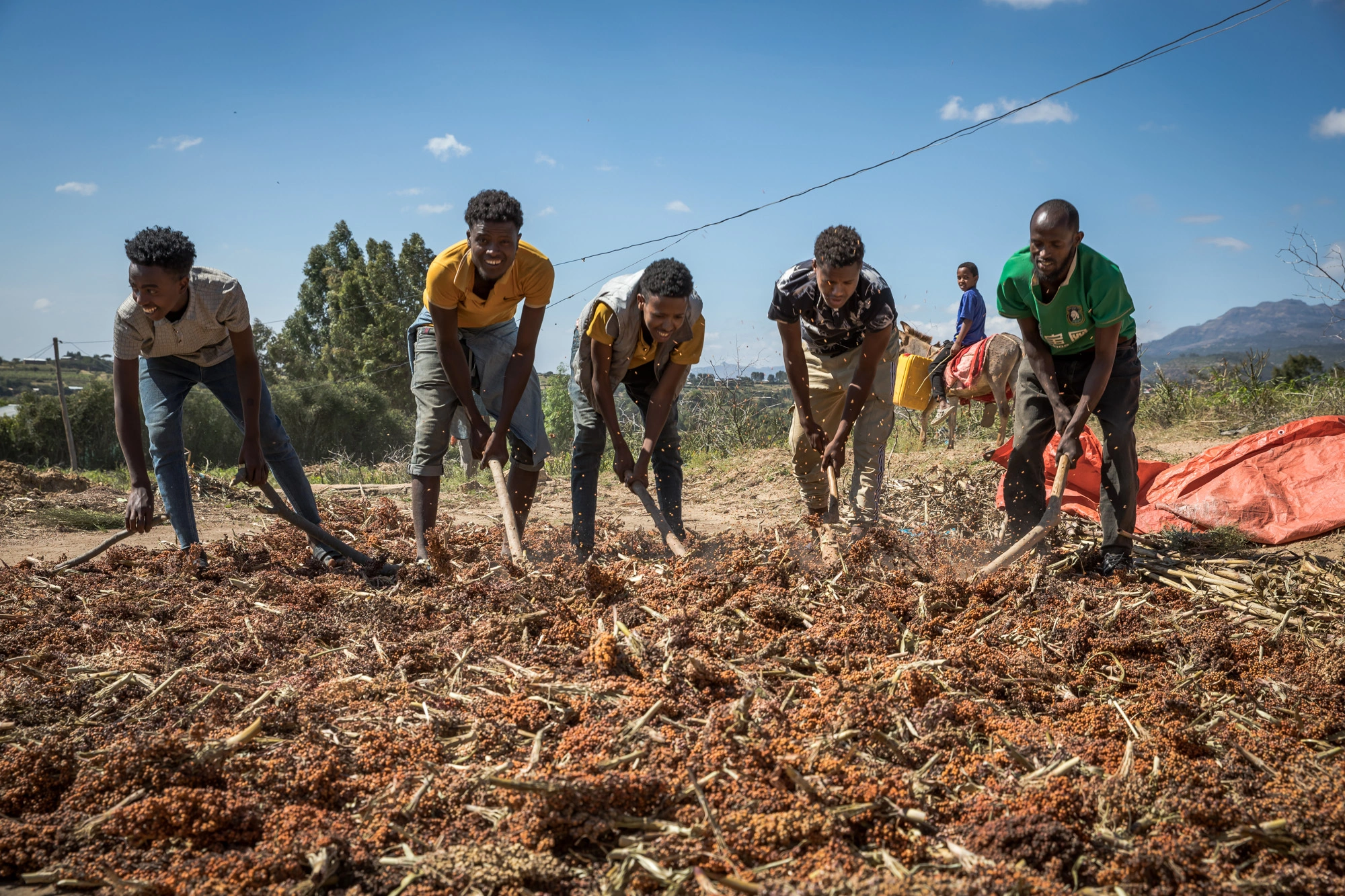 A group of 14 to 17 year-old boys in Oromia threshing sorghum during the day.